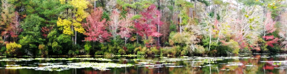Autumn trees reflected in still water, from the first website